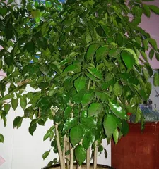 幸福树盆景的养护方法与注意事项（打造美丽室内景观，让幸福常驻）2