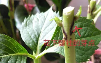 How to Properly Water and Care for Hydrangeas (Hydrangea Watering Tips and Precautions) 3