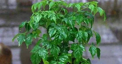 幸福树盆景的养护方法与注意事项（打造美丽室内景观，让幸福常驻）3