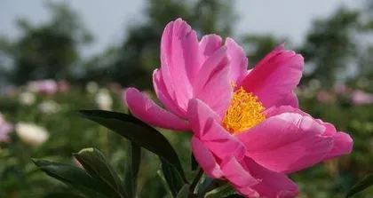 Peony, a magnificent flower (exploring the appearance, color, fragrance, and care of peonies) 1