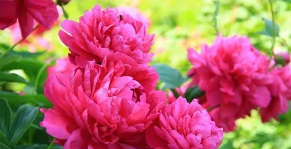 Peony, a magnificent flower (exploring the appearance, color, fragrance, and care of peonies) 2
