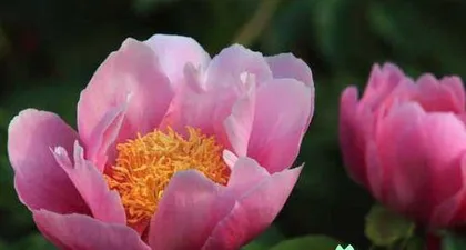 Peony, a magnificent flower (exploring the appearance, color, fragrance, and care of peonies) 3