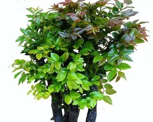 Winter Care Guide for Pterocarpus santalinus (How to scientifically get Pterocarpus santalinus through the cold winter) 1