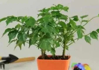 Happy Tree Care After Repotting (How to Water Scientifically for a Healthier Tree) 1