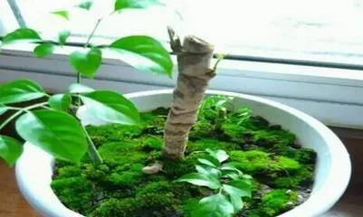 Happy Tree Care After Repotting (How to Water Scientifically for a Healthier Tree) 2