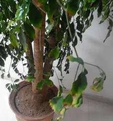 Happy Tree Care After Repotting (How to Water Scientifically for a Healthier Tree) 3