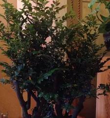 小叶紫檀的养护技巧与方法(小叶紫檀的生长特点与养护要点,让你轻松养出一株健康的小叶紫檀)1