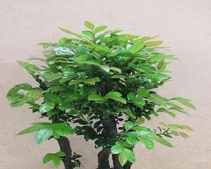 小叶紫檀的养护技巧与方法(小叶紫檀的生长特点与养护要点,让你轻松养出一株健康的小叶紫檀)2