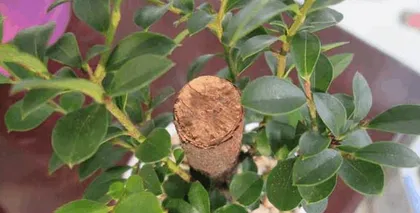 小叶紫檀的养护技巧与方法(小叶紫檀的生长特点与养护要点,让你轻松养出一株健康的小叶紫檀)3