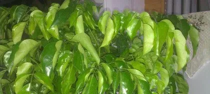 Care techniques for propagating happiness trees (steps and precautions for propagating happiness trees) 1