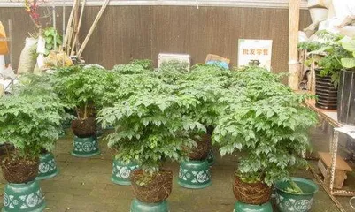 Care techniques for propagating happiness trees (steps and precautions for propagating happiness trees) 2