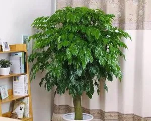 Care techniques for propagating happiness trees (steps and precautions for propagating happiness trees) 3