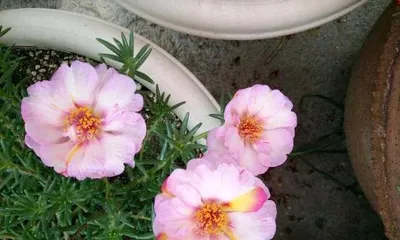 A Complete Guide to Sunflower Old Stump Cultivation (From Selecting Stumps, Cutting to Maintenance, Building a High-Yield Sunflower Old Stump Plantation)1