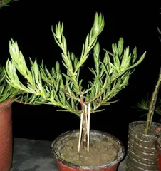 A Complete Guide to Sunflower Old Stump Cultivation (From Selecting Stumps, Cutting to Maintenance, Building a High-Yield Sunflower Old Stump Plantation)2