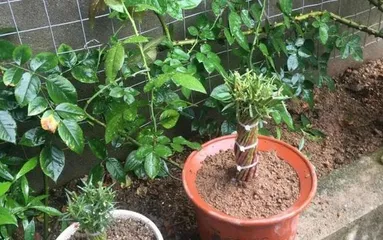 A Complete Guide to Sunflower Old Stump Cultivation (From Selecting Stumps, Cutting to Maintenance, Building a High-Yield Sunflower Old Stump Plantation)3