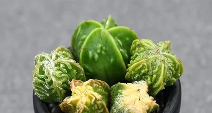 Astrophytum Potting Time and Care Methods (How to choose an Astrophytum suitable for potting? What are the care tips for Astrophytum?)1