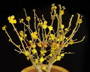 盆栽 wintersweet的种植与养护(盆栽 wintersweet的上盆时间和注意事项)1