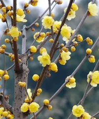 盆栽 wintersweet的种植与养护(盆栽 wintersweet的上盆时间和注意事项)2