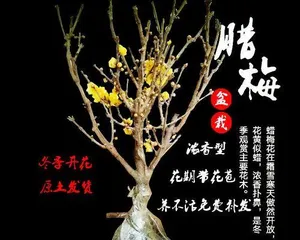 盆栽 wintersweet的种植与养护(盆栽 wintersweet的上盆时间和注意事项)3