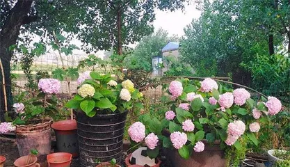 Hydrangea Care (Why Are Hydrangeas Not Suitable for Indoor Keeping?) 1