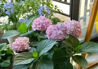Hydrangea Care (Why Are Hydrangeas Not Suitable for Indoor Keeping?) 2