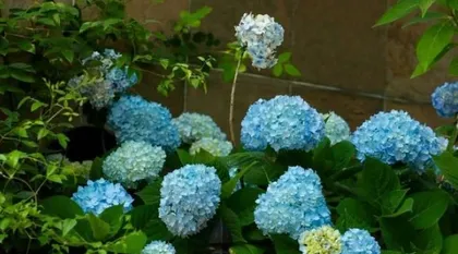 Hydrangea Care (Why Are Hydrangeas Not Suitable for Indoor Keeping?) 3