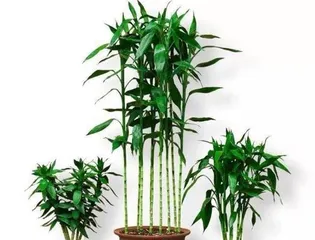 Cultivation Methods for Calamondin Bonsai: Ensuring Healthy Growth 1