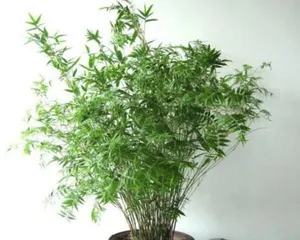 Cultivation Methods for Calamondin Bonsai: Ensuring Healthy Growth 2