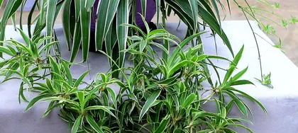 Cultivation Methods for Calamondin Bonsai: Ensuring Healthy Growth 3