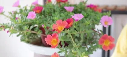 A Complete Guide to Planting Sunflowers - Easy Sunflower Care (How to Grow Sunflowers? Big Reveal of Sunflower Care Tips!) 2