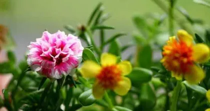 A Complete Guide to Planting Sunflowers - Easy Sunflower Care (How to Grow Sunflowers? Big Reveal of Sunflower Care Tips!) 3