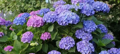 如何养护好你的绣球花？（学习绣球插花需要的技巧和注意事项）1