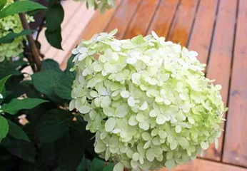 如何养护好你的绣球花？（学习绣球插花需要的技巧和注意事项）2