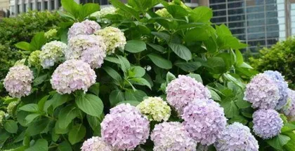 如何养护好你的绣球花？（学习绣球插花需要的技巧和注意事项）3