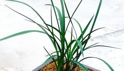 Is Indoor Cultivation of Four-Season Plum Toxic (Exploring Toxicity, Suitable Environment, and Care Techniques) 1