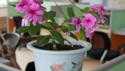 Is Indoor Cultivation of Four-Season Plum Toxic (Exploring Toxicity, Suitable Environment, and Care Techniques) 2