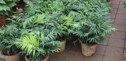 How to Properly Care for Parlor Palms (Creating a Perfect Growing Environment for Vigorous Growth) 1