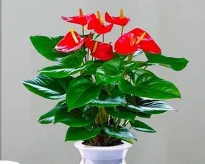 Potted Anthurium Cultivation Methods and Precautions (Create a Beautiful Green Home Environment, Master Anthurium Care Techniques) 1