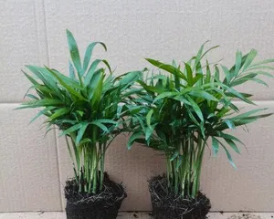 How to Properly Care for Parlor Palms (Creating a Perfect Growing Environment for Vigorous Growth) 2