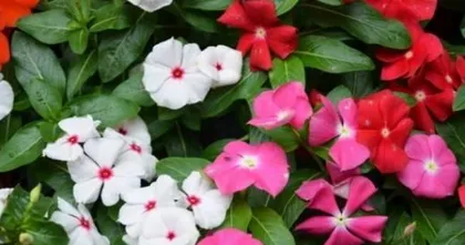 Is Indoor Cultivation of Four-Season Plum Toxic (Exploring Toxicity, Suitable Environment, and Care Techniques) 3