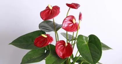 Potted Anthurium Cultivation Methods and Precautions (Create a Beautiful Green Home Environment, Master Anthurium Care Techniques) 2