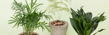 How to Properly Care for Parlor Palms (Creating a Perfect Growing Environment for Vigorous Growth) 3