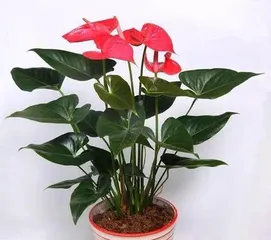 Potted Anthurium Cultivation Methods and Precautions (Create a Beautiful Green Home Environment, Master Anthurium Care Techniques) 3