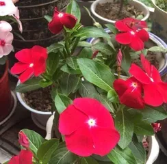 Is Periwinkle Toxic? (Precautions and Prevention Methods for Indoor Care) 1