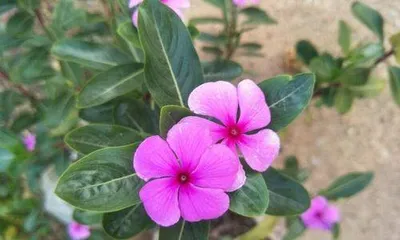 Is Periwinkle Toxic? (Precautions and Prevention Methods for Indoor Care) 2