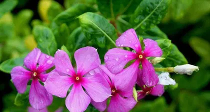 Is Periwinkle Toxic? (Precautions and Prevention Methods for Indoor Care) 3