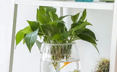 Indoor Pothos Care (Mastering Watering Frequency for a Healthier Pothos) 1