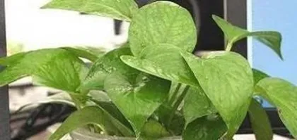 Indoor Pothos Care (Mastering Watering Frequency for a Healthier Pothos) 2