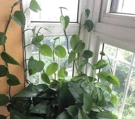 Indoor Pothos Care (Mastering Watering Frequency for a Healthier Pothos) 3