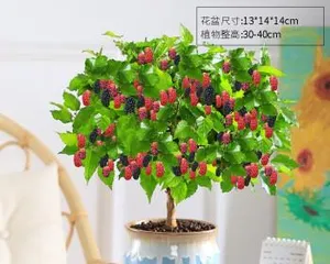 Potted Fruit Tree Pot Selection and Care Tips (Choosing the Right Pot for Healthier Fruit Tree Growth) 1